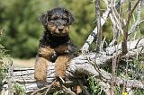 AIREDALE TERRIER 235